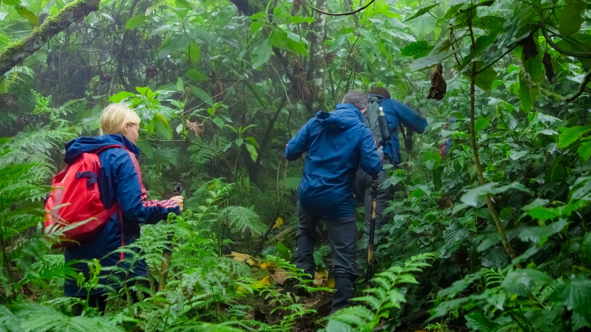Travelers hiking through lush rainforest in Rwanda during a guided gorilla trekking excursion.