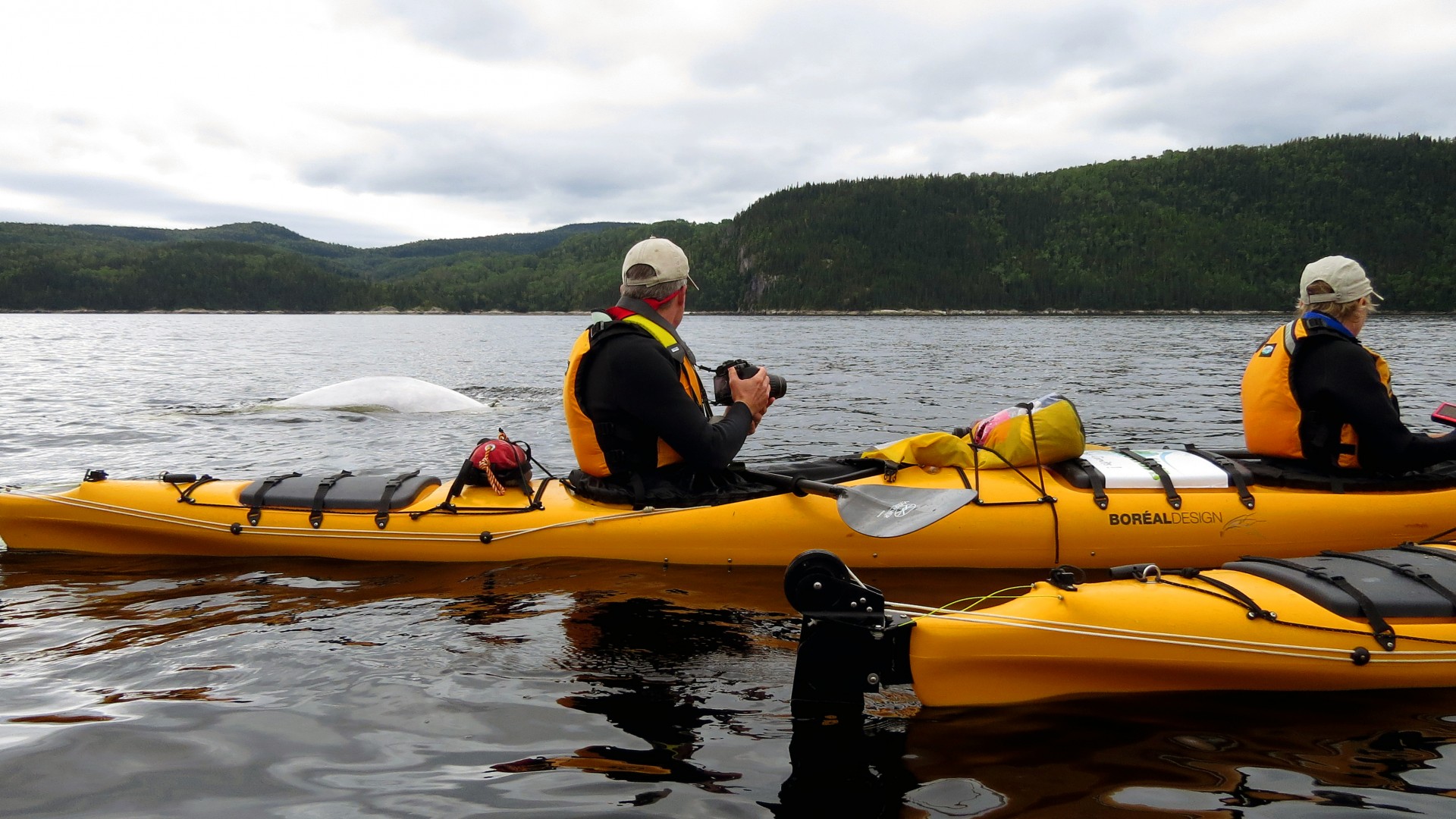 sea kayakers near beluga in Quebec fjord