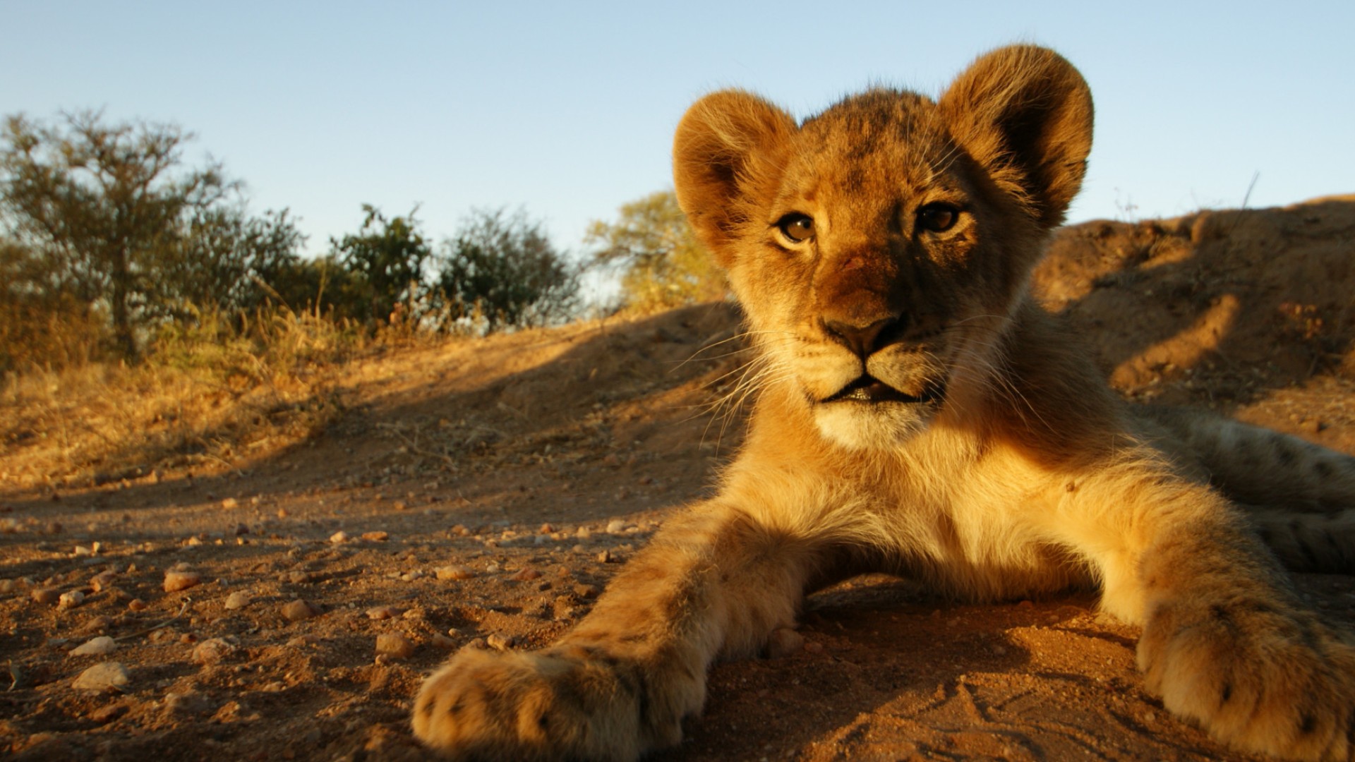 lion cub laying down in the dirt at sunset in South Africa