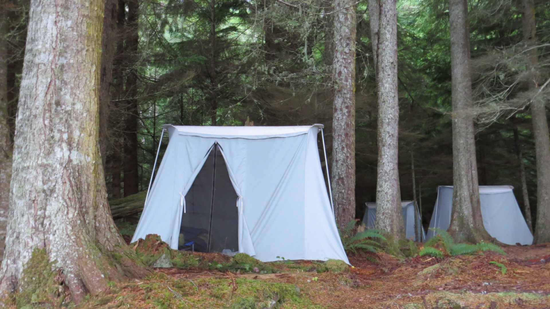 Canvas tent unzipped set in a dense forest in British Columbia