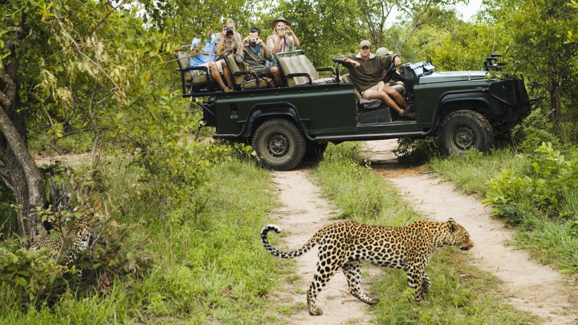 Group of people in a safari jeep watch as a cheetah walks past