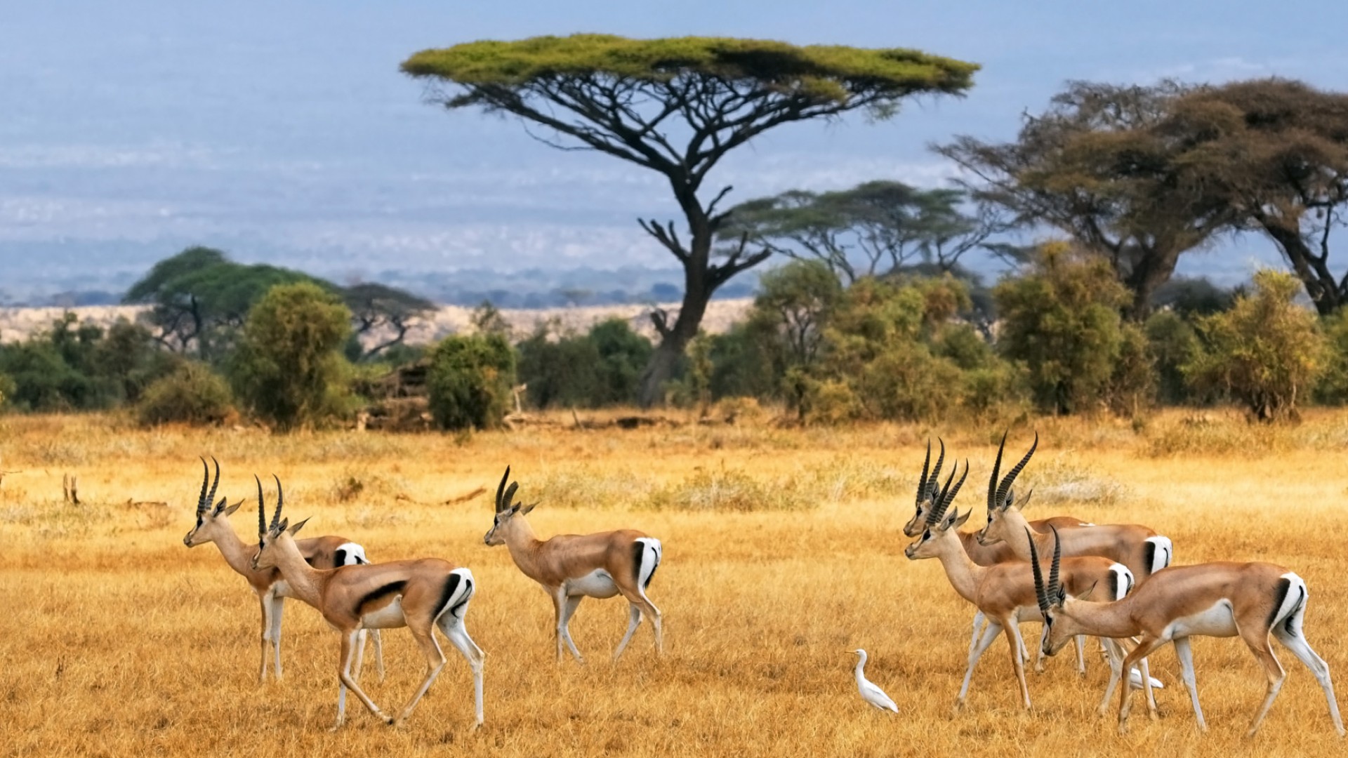 Group of gazelles running through a field of tall grass in front of a single tree on a safari