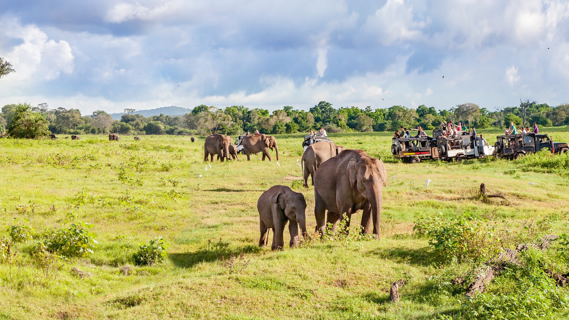 A group of elephants roaming a green field as seen on safari in South Africa