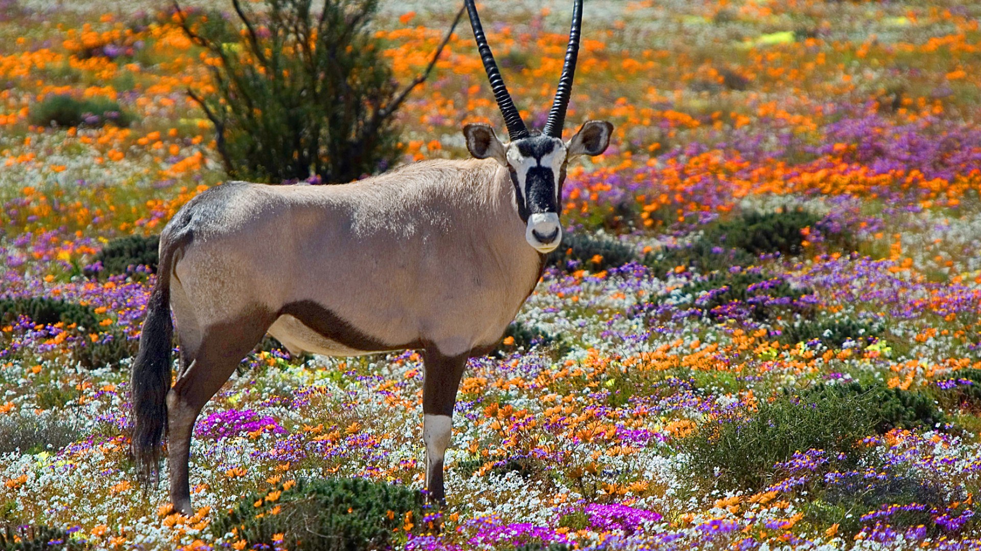 A single gazelle looking straight at the camera in front of a colorful field of flowers and foliage