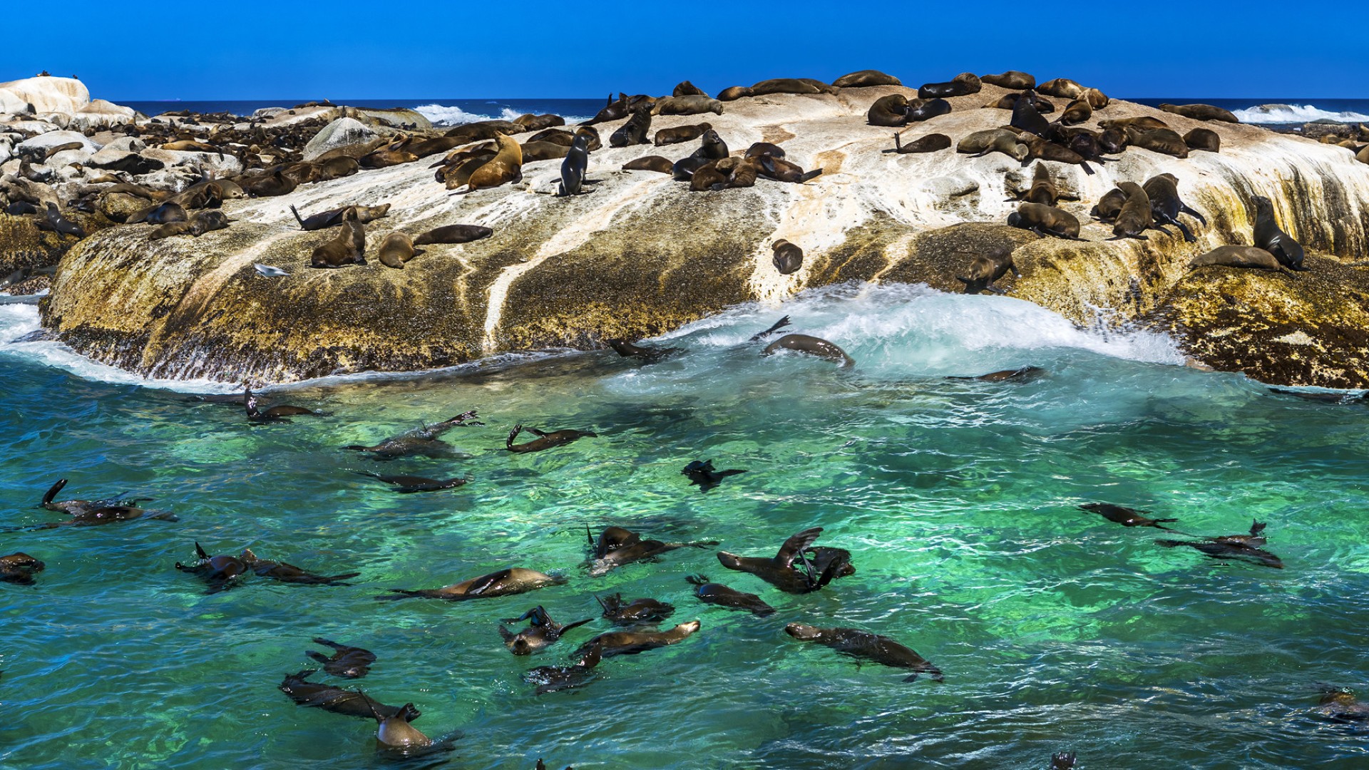 A group of sea lions and penguins swimming in the ocean off the shore of Capetown