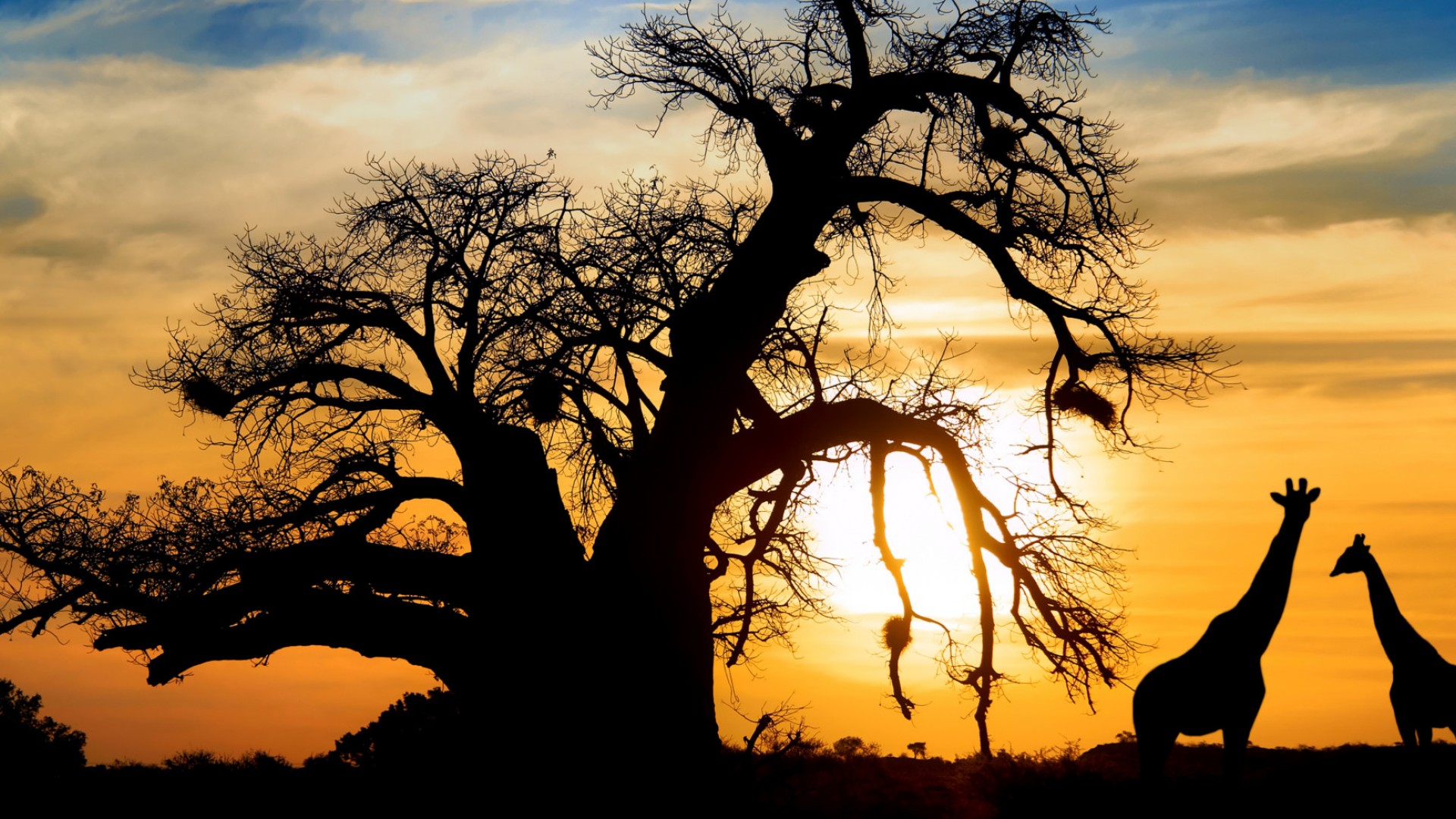 Sunset behind a large tree with may branches in South Africa