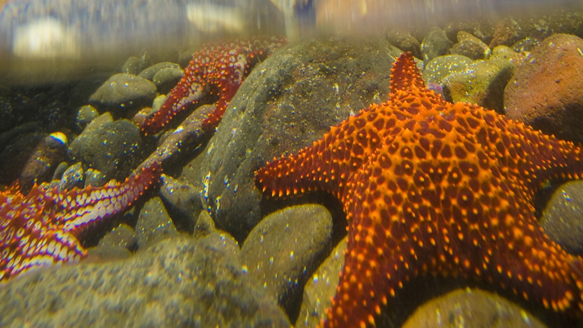 Orange starfish on a rock under water in the Sea of Cortez 