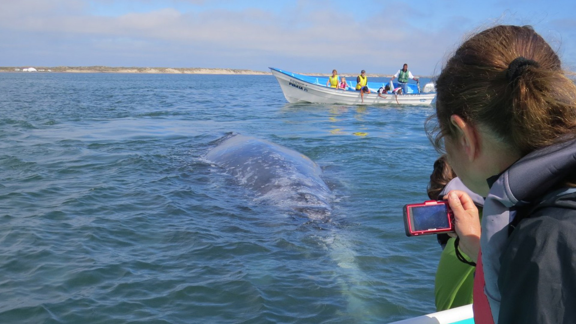 Tourist taking a picture of a gray whale from a boat on the Pacific Coast in Baja California Sur