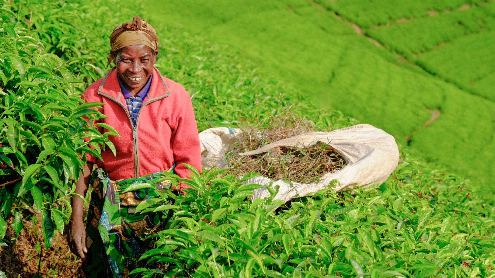 Person smiling while harvesting plants on a tea plantation on a cultural tour in Rwanda
