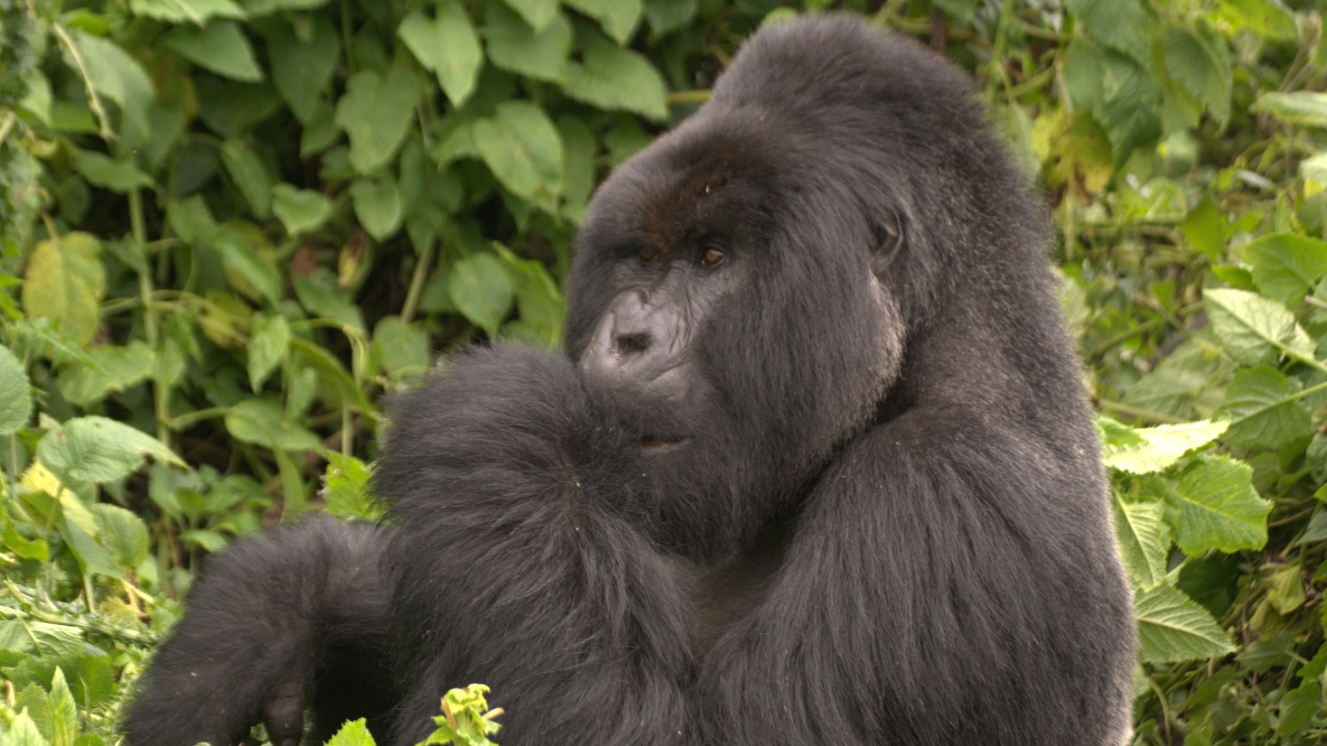 Mountain gorilla resting among green vegetation in Rwanda’s forest.