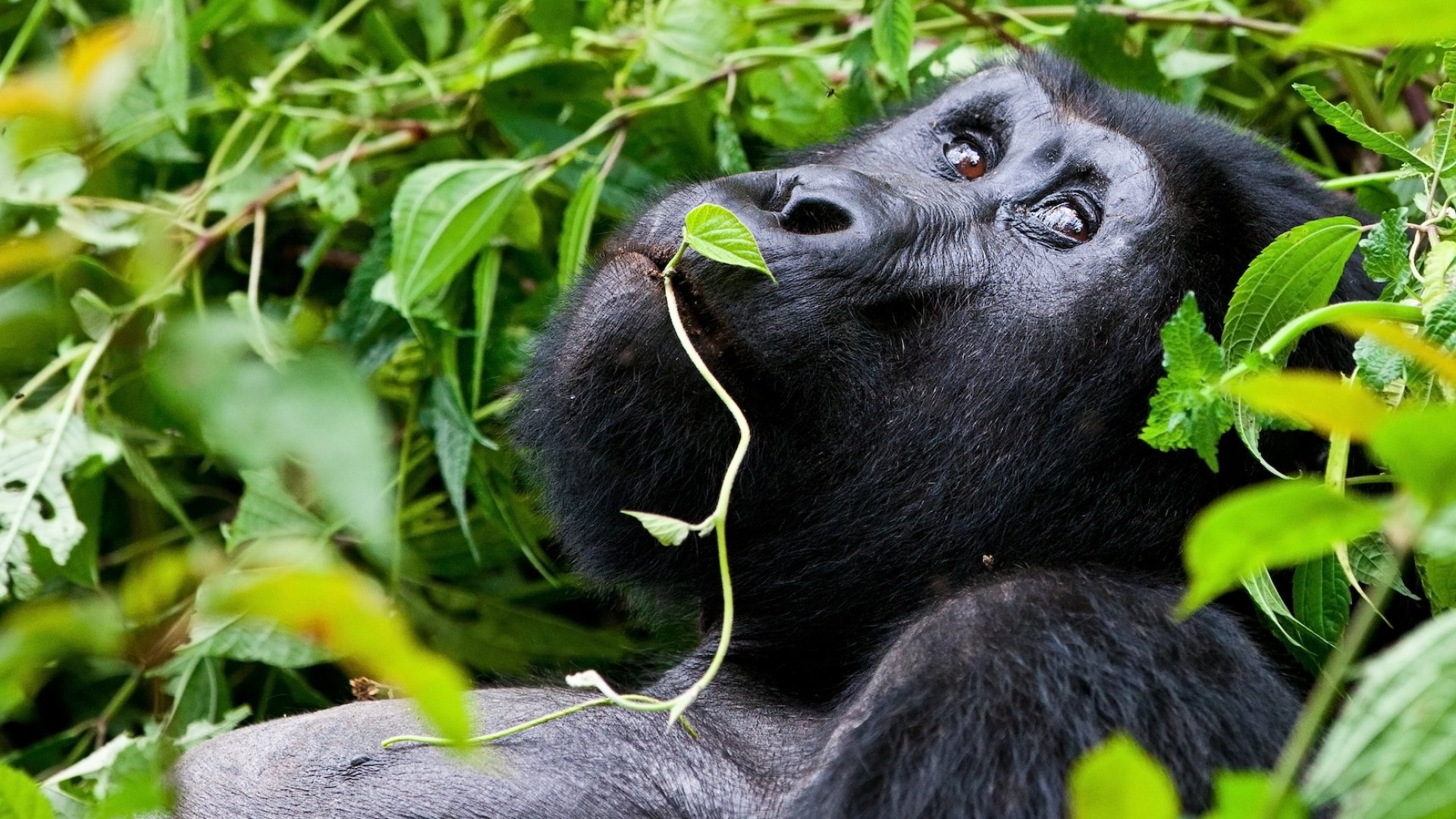 One western lowland gorilla sitting in a dense forest.