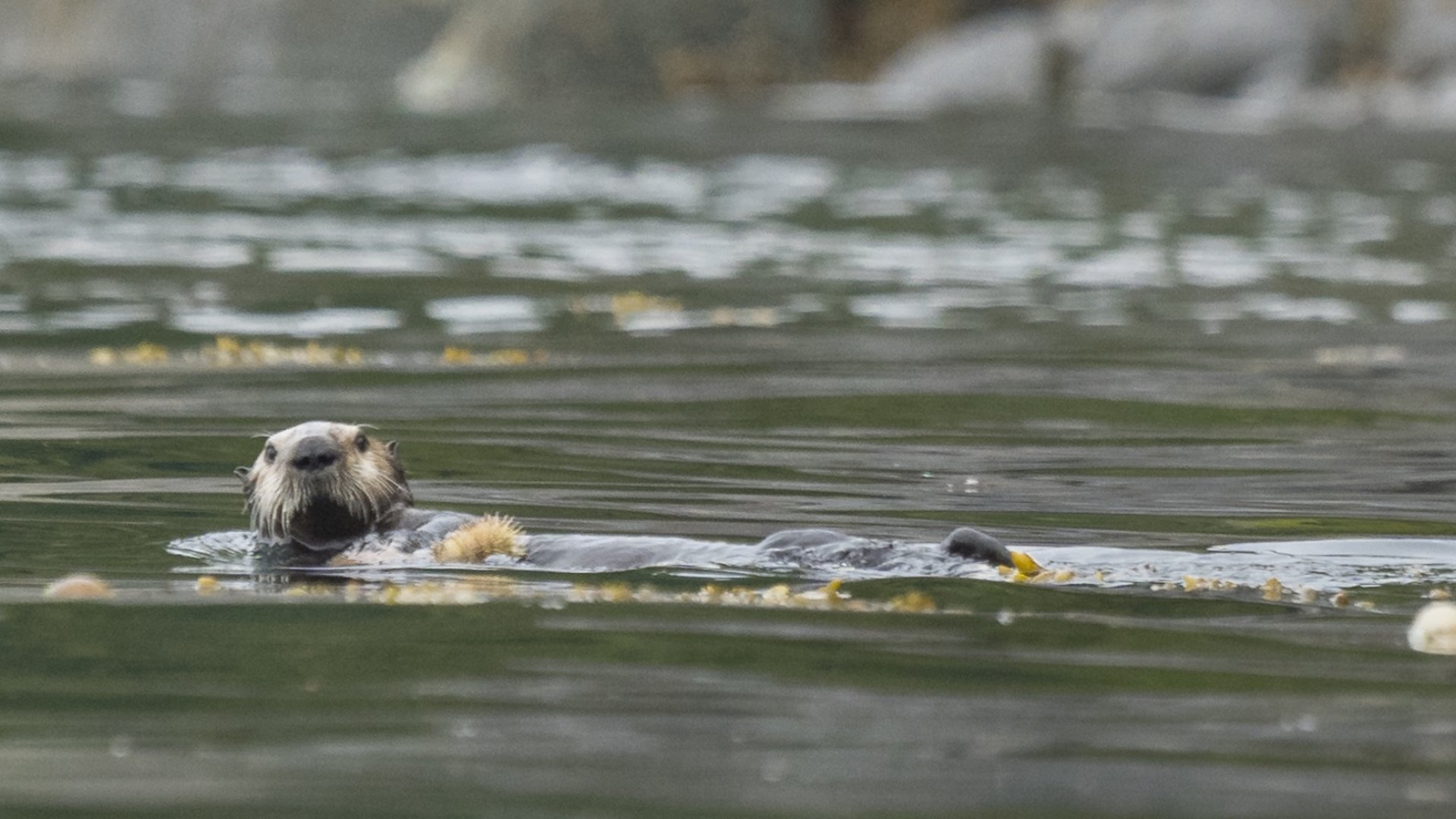 Sea Otter in British Columbia