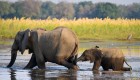 A mom elephant walking in front of its baby through a small pond in Zambia