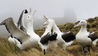 albatros in antarctica