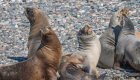 sea lions in antarctica