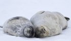 seals in antarctica