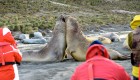 people and wildlife in antarctica