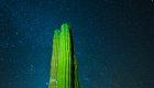 cactus in front of night sky in baja california sur