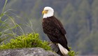 Bald eagle perched in a tree looking out