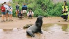 People on a beach standing next to a sea lion in the Galapagos