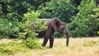 A wild elephant standing in the grass in the rain in Gabon