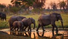 elephants in water at sunset