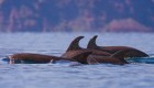 Bottlenose dolphins swimming in the Sea of Cortez