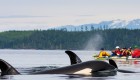orcas and kayaks in BC