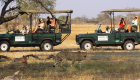 Cheetahs with blood around their mouths running past a group of dark green safari cars 
