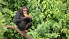 A chimpanzee in Gabon sitting on a tree in a lush forest
