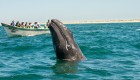 Gray whales nose breached out of the water while a group of whale watchers behind have their jaws dropped on a sunny day in Baja California Sur