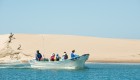 A group of people on a panga boat admiring pelicans and gray whales in the surrounding water and shorelines
