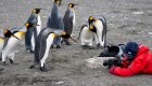 photographer with emperor penguins in antarctica