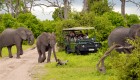 Elephants crossing the road while a safari jeep is pulled over to take photos in Botswana