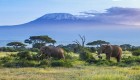 Elephants walking in front of a table top mountain in Tanzania