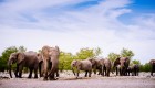 A group of elephants in Etosha National Park