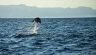 Flying manta ray jumping out of the Sea of Cortez in Baja California Sur