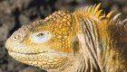 Close up of the side of an iguanas face basking in the sun on the beach