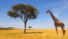 Giraffe walking through tall grass next to a lonely tree in South Africa