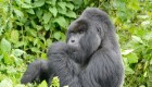 Gorillas in Rwanda