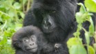 Baby gorilla being held in its moms arms in Rwanda