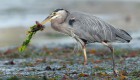 A great blue heron holding a dead fish in its mouth next to the water 