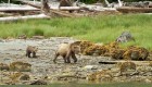 A mom grizzly bear and its cub walk along a rocky beach full of drift wood as spotted from a sea kayak