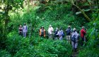 A group of tourists and local guides hiking through the dense forest in Gabon.