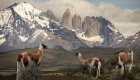 Guanaco in front of mountains in patagonia