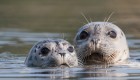 Close up on two harbor seals sticking their eyes and nose out of the water and looking directly at the camera