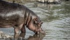 A close up of a large hippo drinking water with two small birds perched on its back