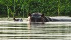 Two hippos sitting in the water in gabon.
