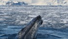 whale watching in Antarctica
