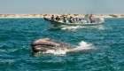Group of whale watchers on a panga boat on the Pacific Ocean admiring a gray whale swimming on a sunny day